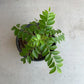 Curry Tree With Black Pot