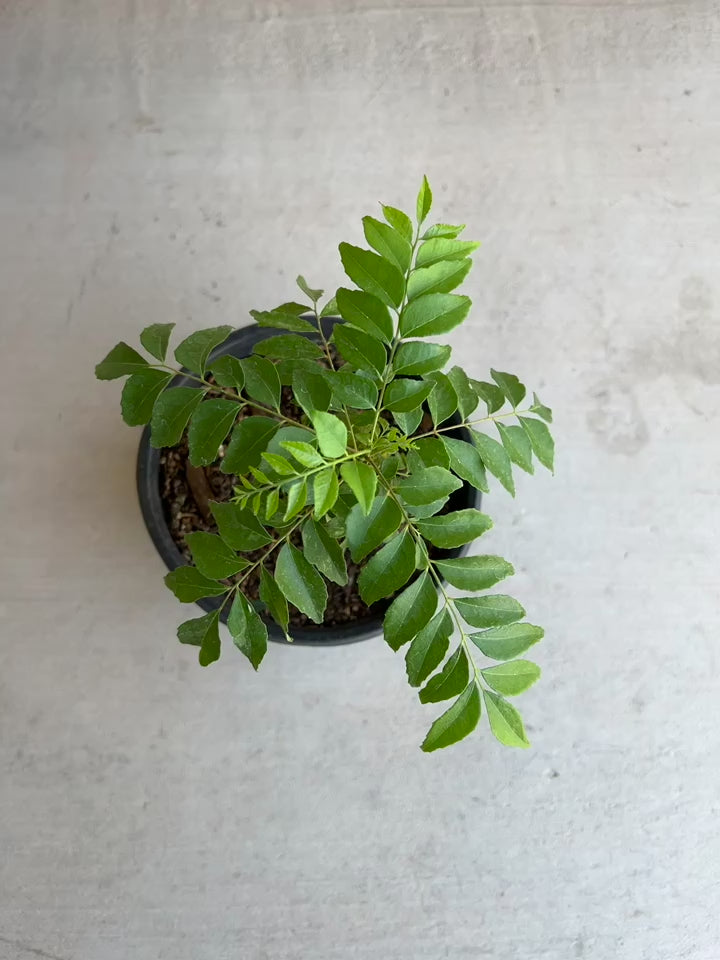 Curry Tree With Black Pot